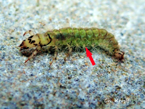 intkoechflieglarve
