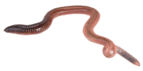 WurmSchwarzkopf