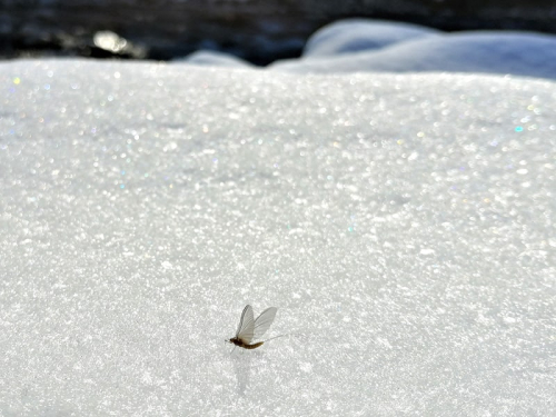 eintagfliegeschnee