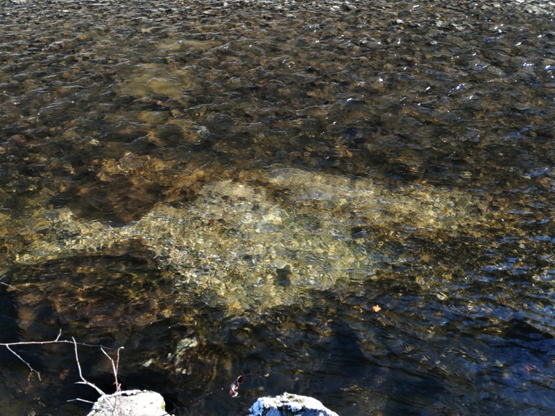 Laichengrube über Wasser